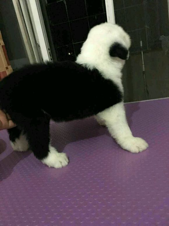 喜欢古牧的来看看