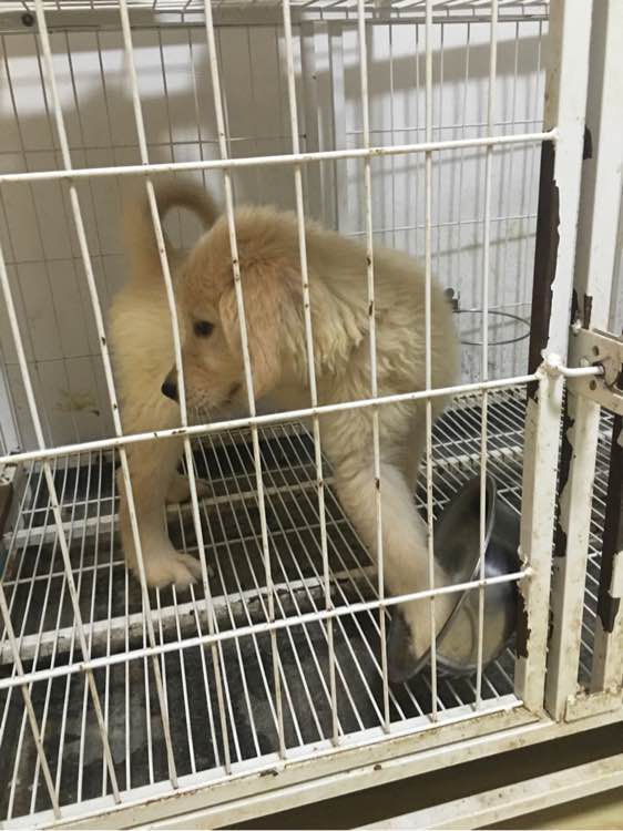 家养金毛宝宝找新家，600一只