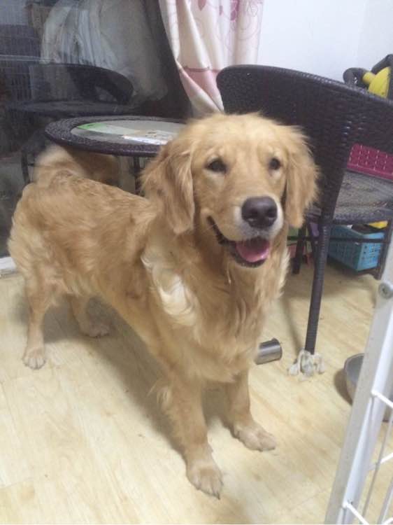 家养金毛宝宝找新家