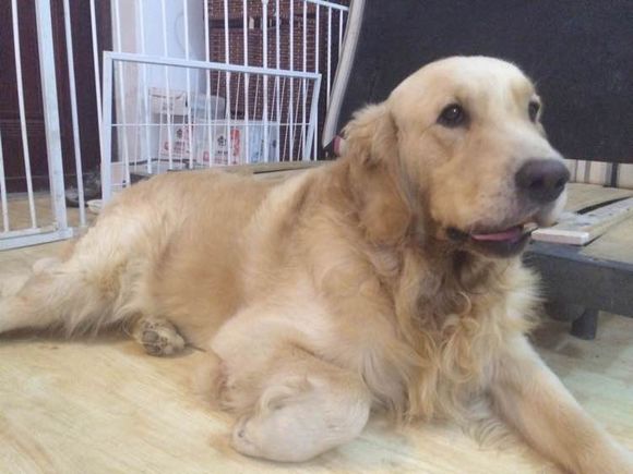 家养金毛宝宝找新家