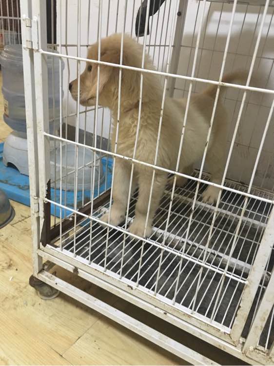 家养金毛宝宝找新家