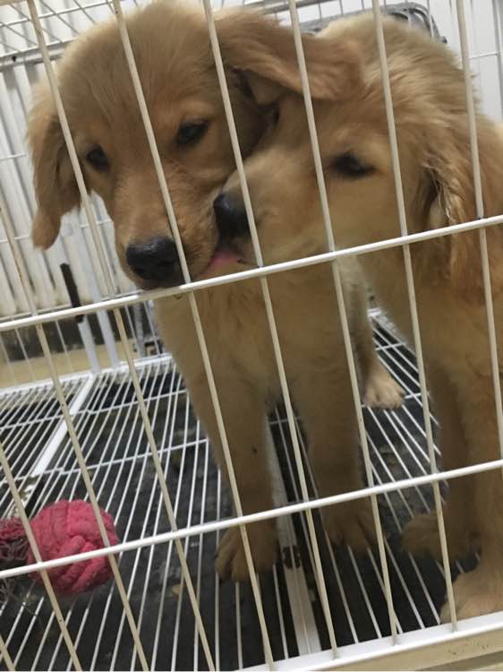 家养金毛宝宝找新家