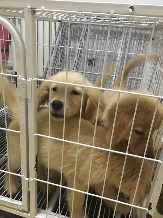 家养金毛宝宝找新家