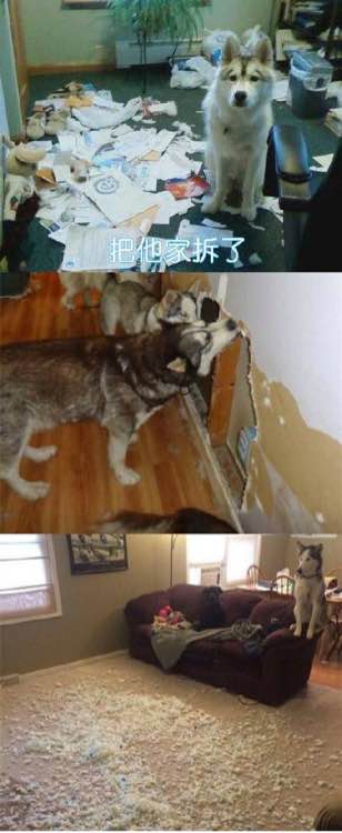 领养一只狗