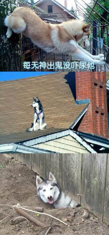 领养一只狗