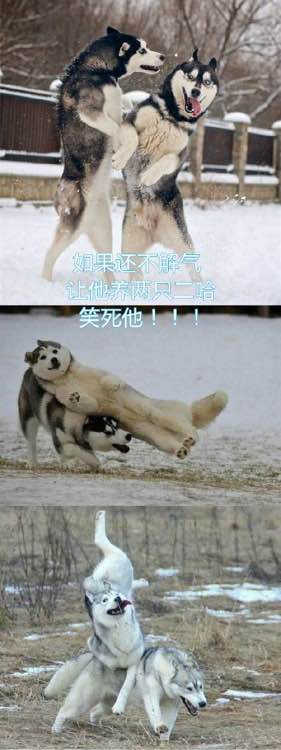 领养一只狗