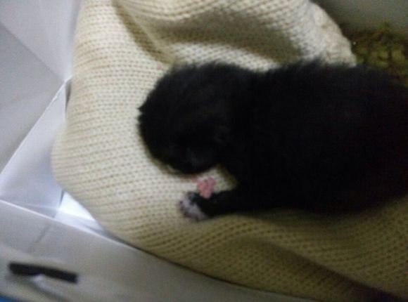 黄岛老城区有人愿意收养流浪猫吗