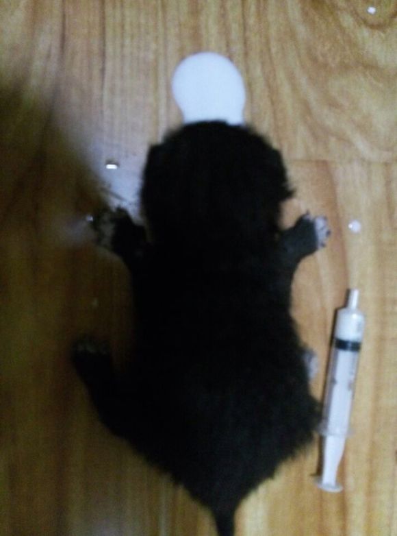 黄岛老城区有人愿意收养流浪猫吗