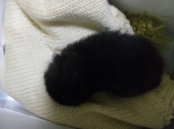 黄岛老城区有人愿意收养流浪猫吗