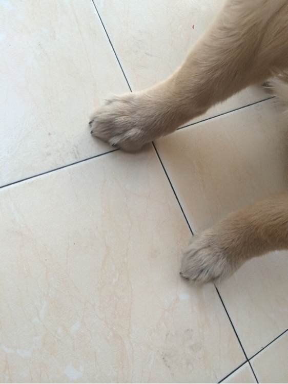 转让6个月金毛犬，公。