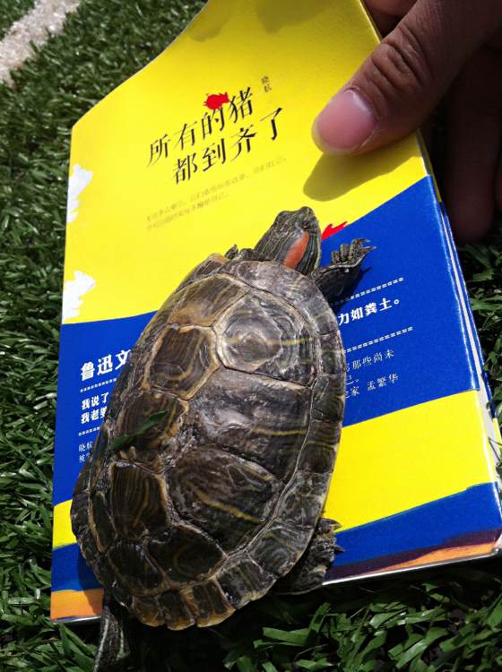 哪里有卖乌龟的！
