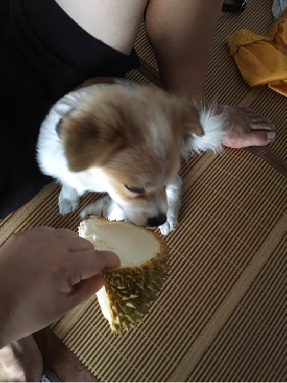 寻找香江路达利广场附近丢失的狗狗