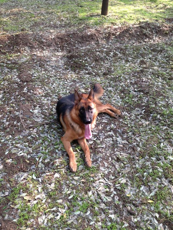 发几张爱犬的照片、欢迎点评