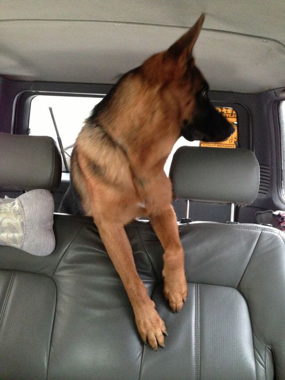 发几张爱犬的照片、欢迎点评