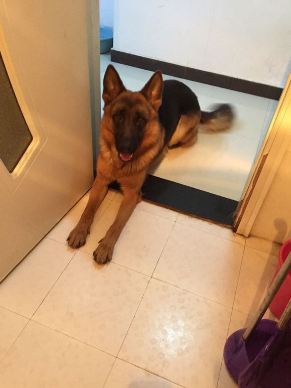 发几张爱犬的照片、欢迎点评