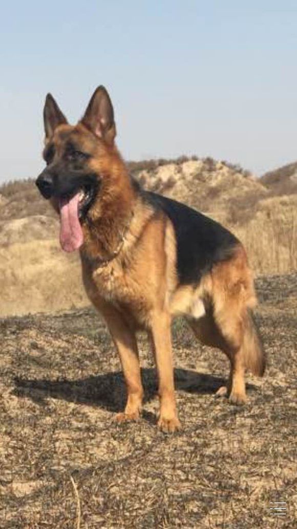 发几张爱犬的照片、欢迎点评