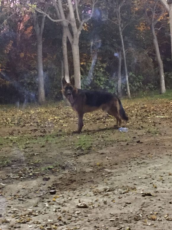 发几张爱犬的照片、欢迎点评