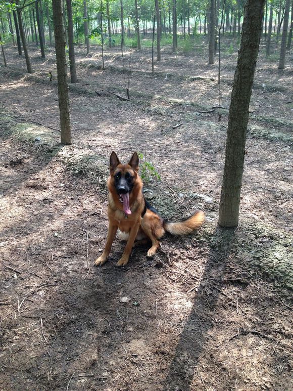 发几张爱犬的照片、欢迎点评