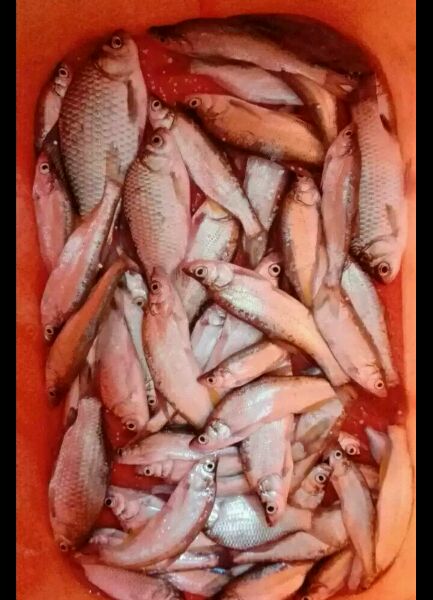 40个小时没睡觉。。钓了这几个鱼…！！