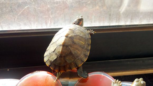 黄岛哪里有卖淡水小鱼苗的？