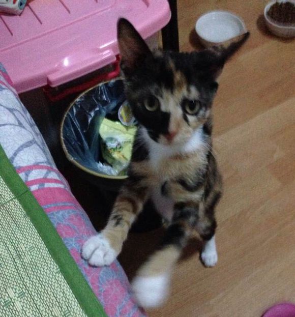 有没有养猫的朋友？？