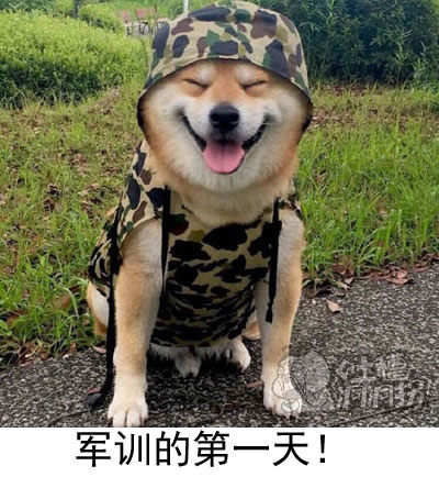 一个人太孤单想收养个小狗或者猫?