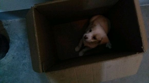 有要小狗的嘛？没地方养，求带走。。