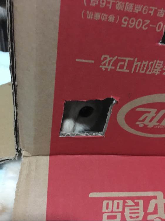 求好心人领养小猫