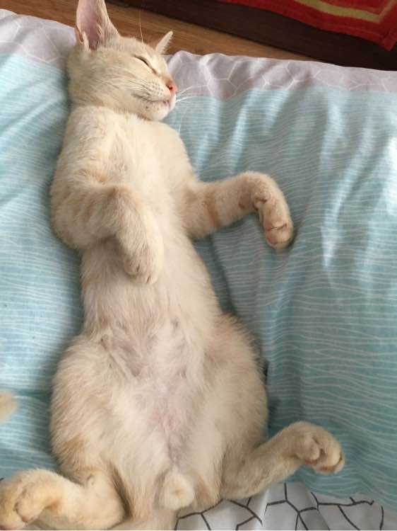 求好心人领养小猫