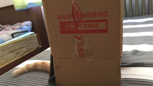 求好心人领养小猫