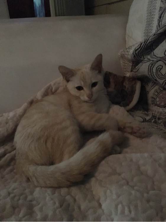 求好心人领养小猫
