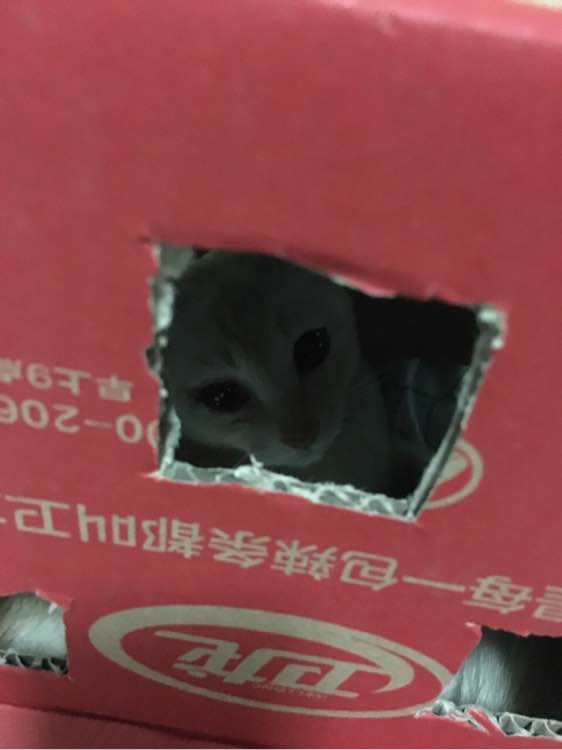 求好心人领养小猫