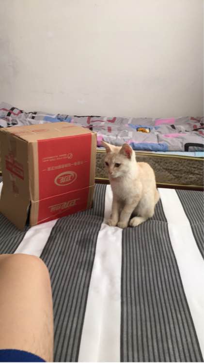 求好心人领养小猫