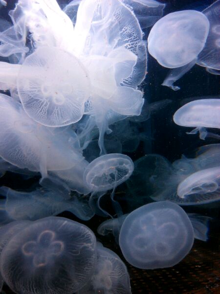 各位大神好，我想问下黄岛这边结婚有什么习俗？