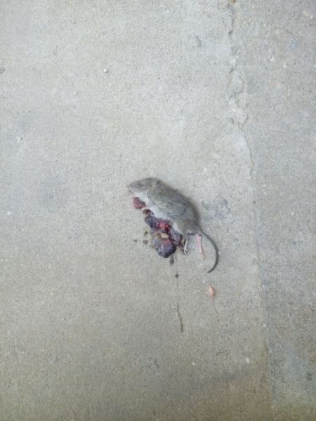 养了多么的宠物出车祸了