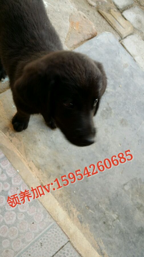 小黑找家