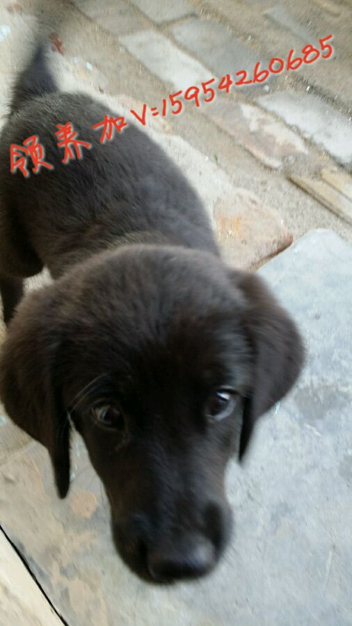 小黑找家