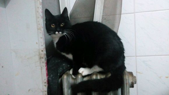 小家猫赠养