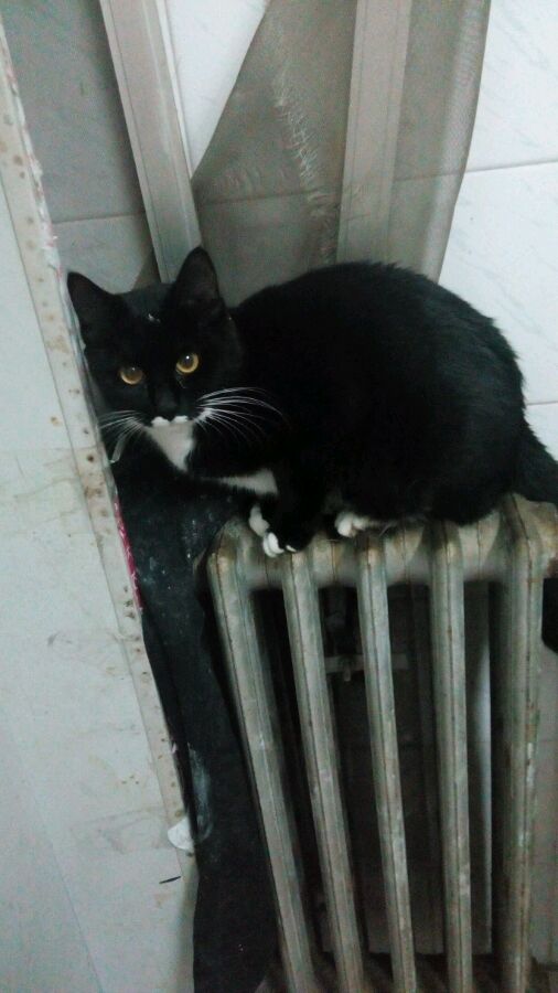 小家猫赠养