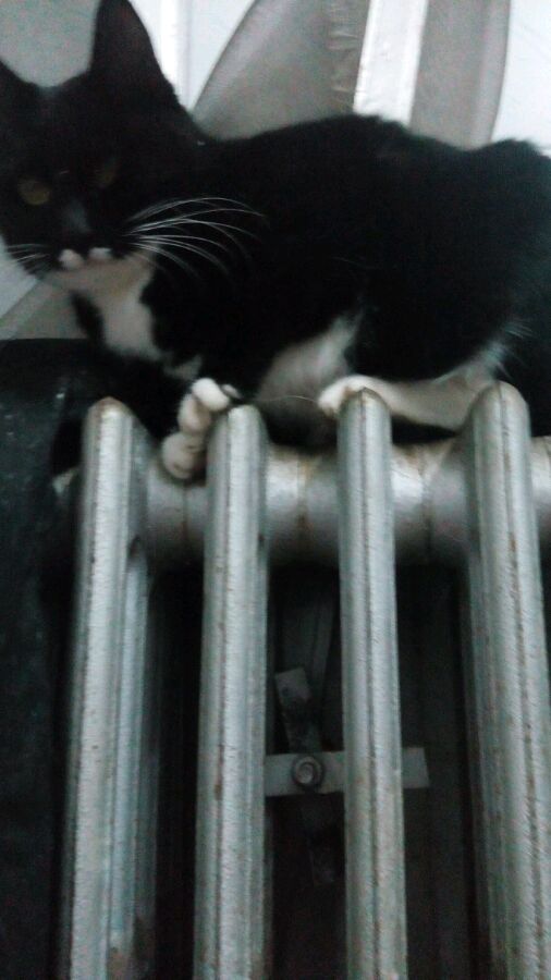 小家猫赠养