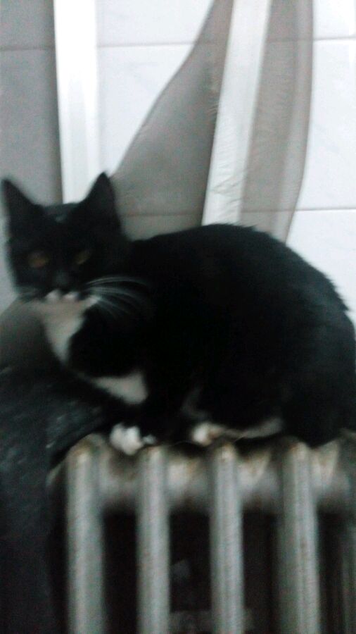 小家猫赠养