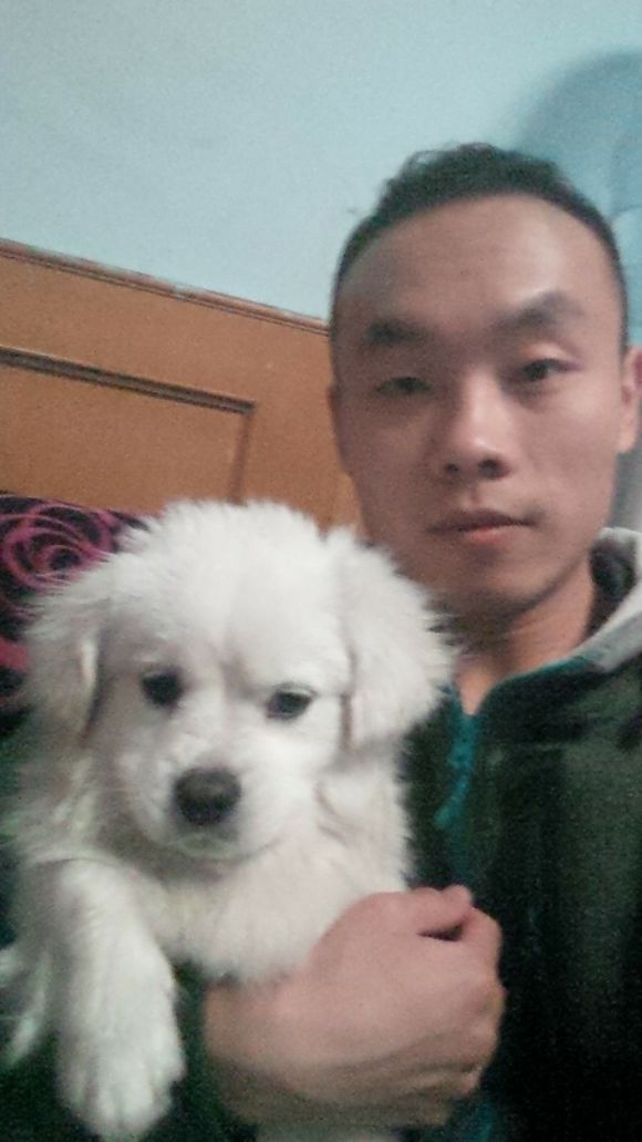 我家的小狗在丁家河小区附近丢了，见到的联系啊。15763926214