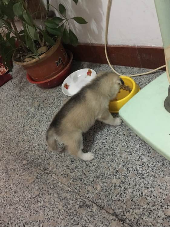 哈士奇一枚