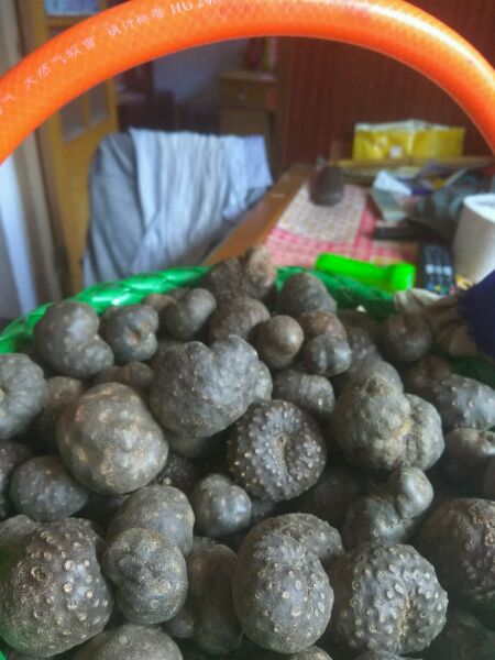 求科普这是什么药材？