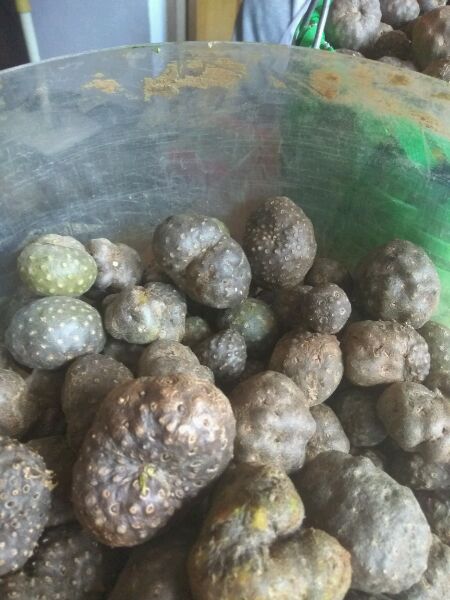 求科普这是什么药材？