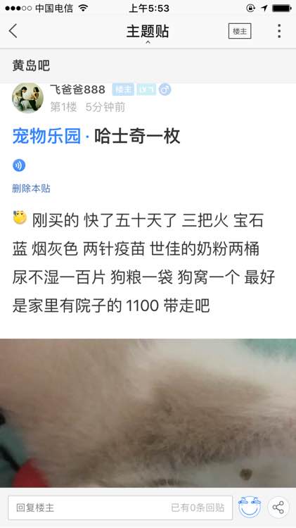 哈士奇