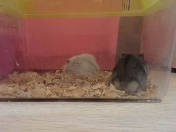 赠送仓鼠?