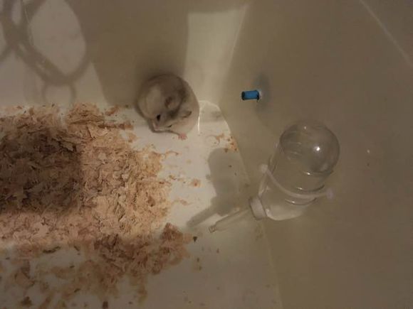 赠送仓鼠?