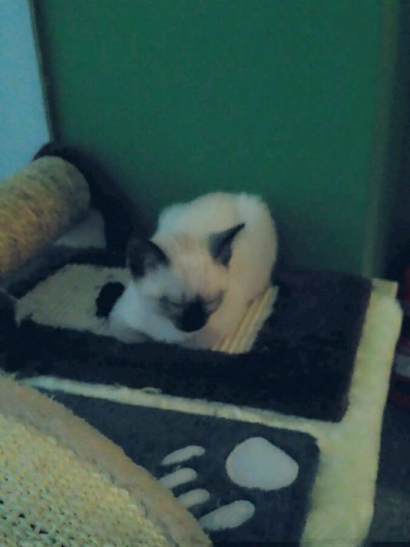 猫镇偶遇了