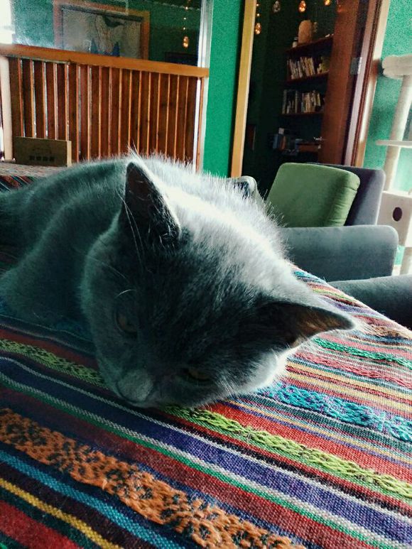 猫镇偶遇了